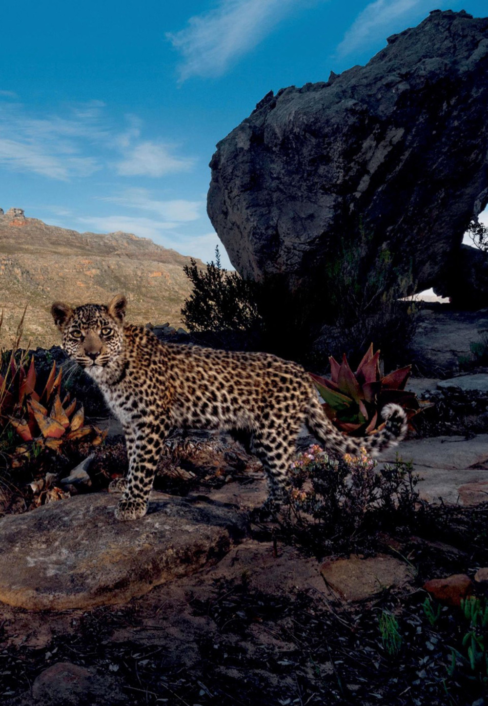 OUT OF THE SHADOWS: As cities grow and habitat shrinks, leopards are moving into the neighborhood - photograph by Steve Winter - National Geographic December 2015 (full story & gallery)• “A camera trap set in South Africa’s Cederberg Wilderness...