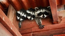 raccoons-for-life:HELP!! We’re stuck.