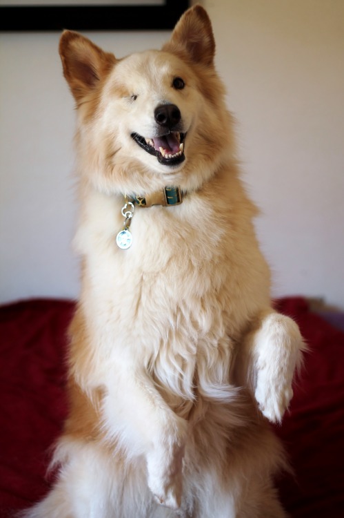 oliveramy: 6woofs: Charlie sitting pretty in his pretty collar from k9creations &lt;3 Use our code 6