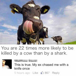 srsfunny:  Beware Of Cowshttp://srsfunny.tumblr.com/  Reblogging for fact not mean commentary.