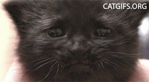 caterville: Saddest Kitten I’ve Ever Seen