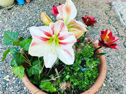 It bloomed again! #amaryllis #springfever (at Cinderella Cottage) https://www.instagram.com/p/COzMgj