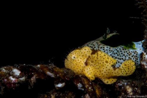 Painted Frogfish (Antennarius pictus) - Atmosphere Resorts House Reef, Dauin, Philippines