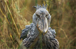 whiny-sugar-glider:   BBC Earth - Africa         Shoebills are awesome.       Dinosaauuurss