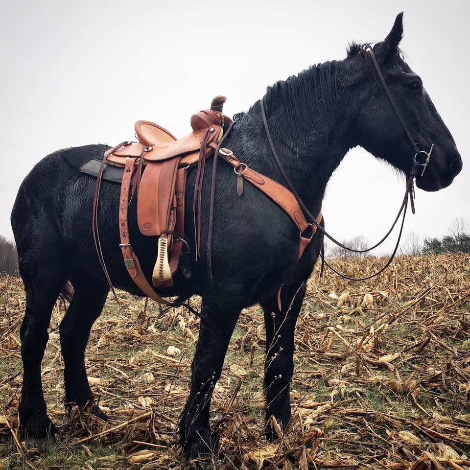 draftmare:  Percheron draft mare team