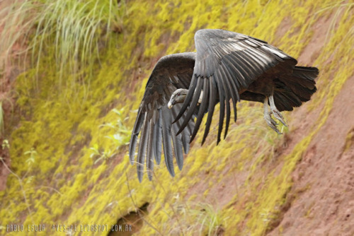 birdsbirdsbirdsbirdsbirds:Andean Condor - Vultur gryphus