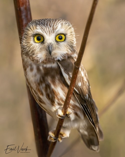 Northern Saw-Whet Owl by lime1957 Taken in Toronto flic.kr/p/2km9wnH