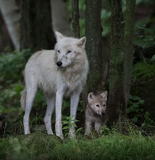 beautiful-wildlife:
“Deep in the woods … by © Daniel Parent
”