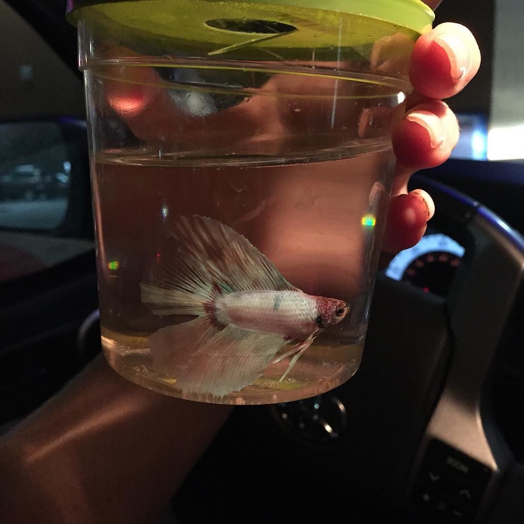 I got a new buddy today bc 4 pets just wasn&rsquo;t enough 😝🐠.. I named