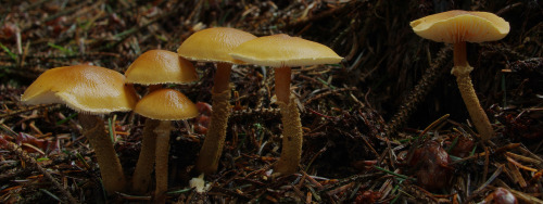 Some soggy Cystoderma amianthinum fruiting bodies.