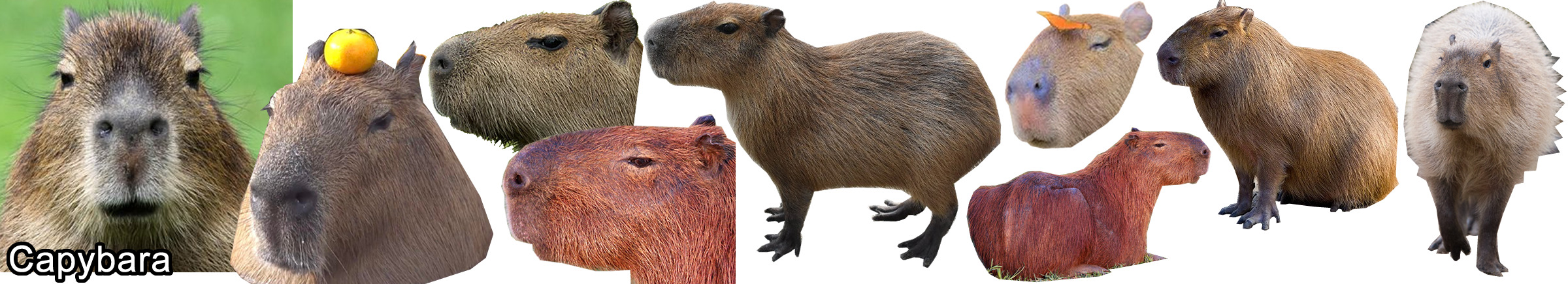 capybara, Tumblr, Capybara, Animal drawings, Cute art