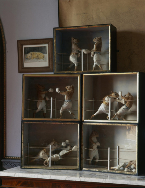 The Squirrels’ Boxing Match in the morning room of Castle Ward, County Down - Victorian taxide