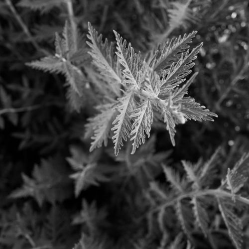 Day 142 of 365 - Russian Sage #russiansage #plantsofinstagram #bnw #bnwphotography #macrophotography