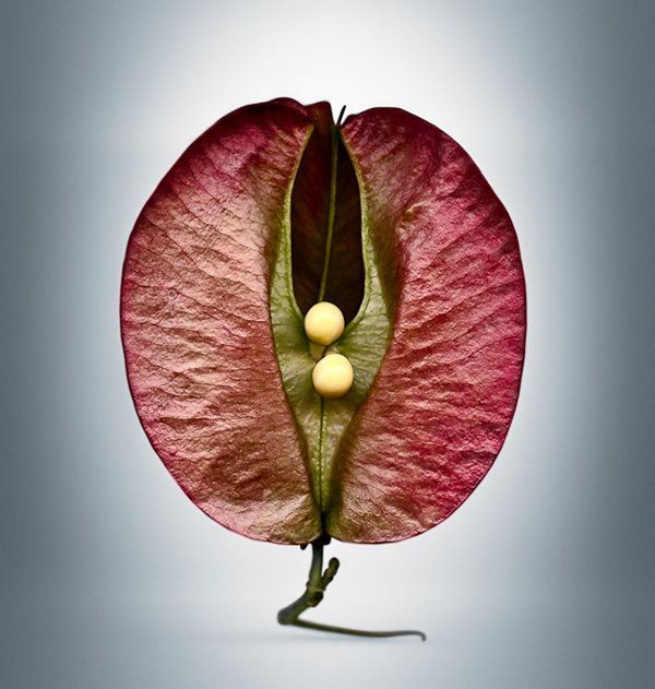 coisasdetere:  Seed pod of Koelreuteria elegans, the Chinese rain tree.  