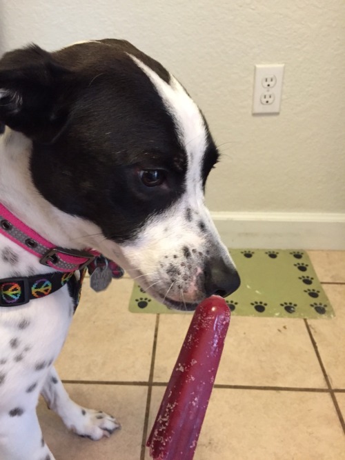 handsomedogs: this is my dog Phoebe munching on a popsicle! we think she’s a pointer mix but she’s o