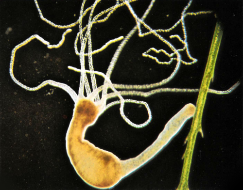 Brown Hydra (Hydra Oligactis)By: E. RobbaFrom: Ditions Rencontre Cards1978