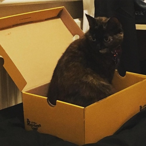 Your being so cliche right now coop. #cooper #catsofinstagram #catinabox #docmartens