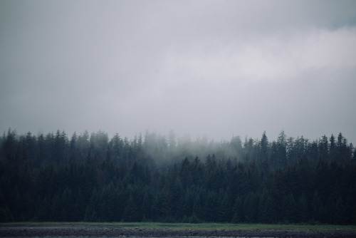 Fog in Bartlett Cove, Glacier Bay, Alaska by Karen Jacot