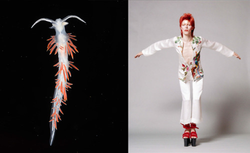 Hello there, fire and white.Bowie :: Nudi
