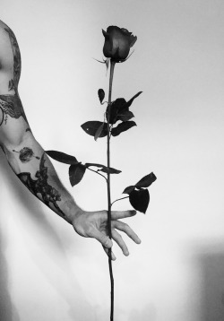 junkiemonkeying: 🌹⛓ long stem rose