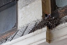 marcsalmonds:  todaysbird:  my new favorite thing is birds either blatantly ignoring bird-repellent spikes or actually using the spikes to support their nests   (x), (x), (x), (x)   Direct action pigeons are the working class heroes of the cityscape 