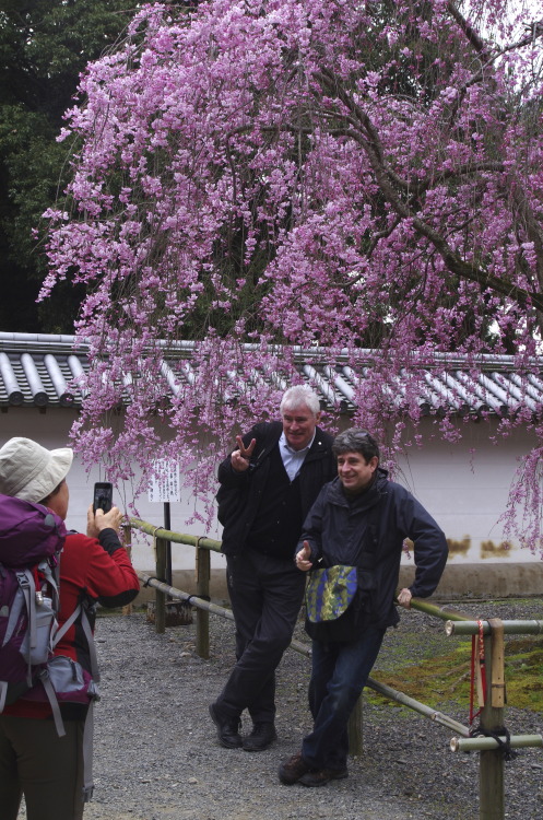 記念撮影（Daigo-ji Temple：Kyoto） 門前のしだれ桜の前で一枚。 思わずピースサインも出ちゃうよね。 満開だよ！