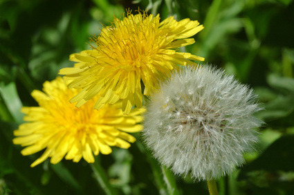 high-bi-viking:edderkopper:Loki’s PlantsLoki is associated with a number of different plants in myth