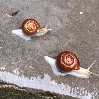 Racing Snails Gifs Explore Tumblr Posts And Blogs Tumgir