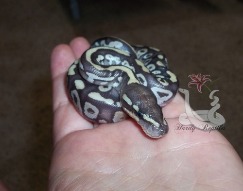 i-m-snek:The first baby is out and I love him already omg. Male lesser combo, we will know if disco 