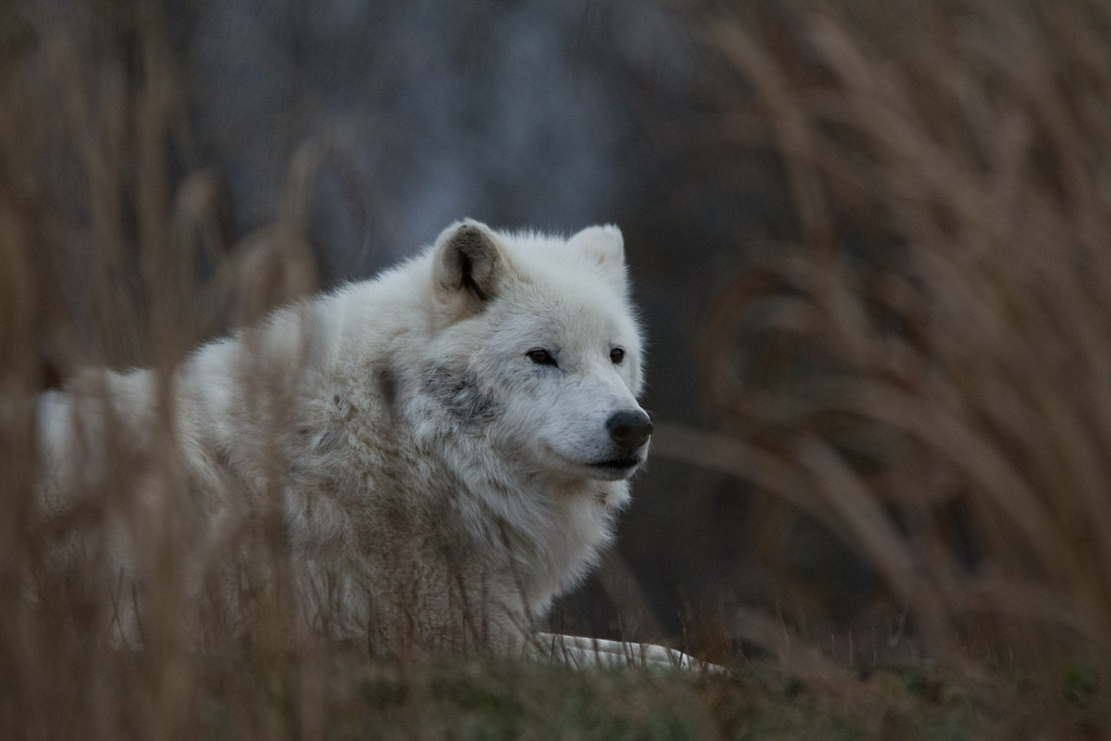 elegantwolves:  by Bryon O’Neill 