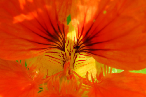 nasturtium (red)