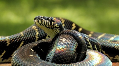 lovingexotics: Boelen’s Python   Morelia Boeleni   Source:  Here