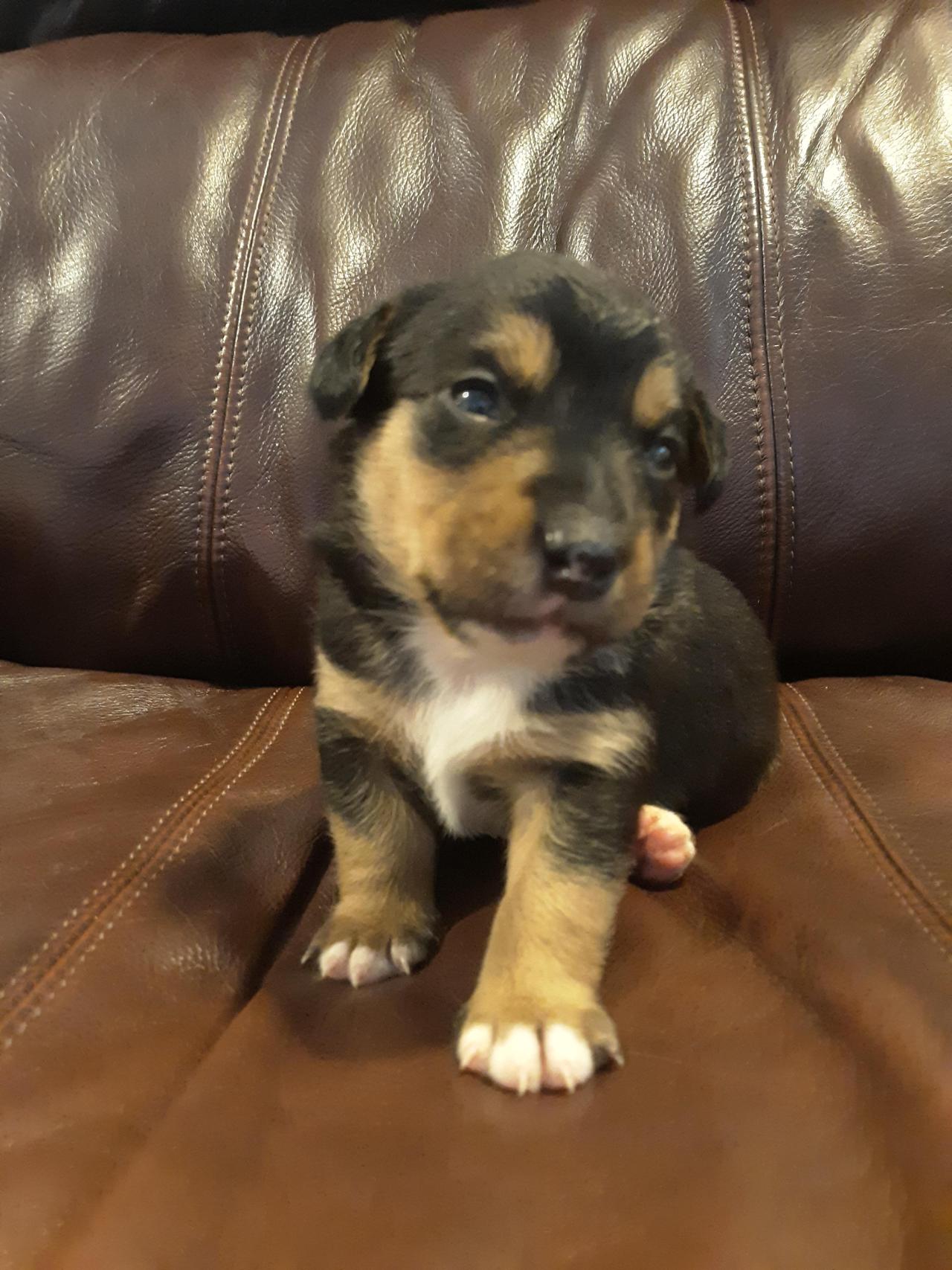 This is Biggy, he's the largest in his litter, and will be 3 weeks old Monday via 
Submitted March 28, 2020 at 03:06PM 