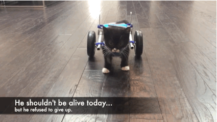 Handicapped cat refuses to give up.more amazing human acts of kindness<<