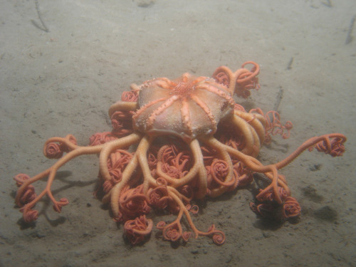 montereybayaquarium:What a lovely basket star! These echinoderms are in the genus Gorgonocephalus, w