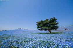 landscape-photo-graphy:  4.5 Million Baby Blue Eyes Just Bloomed In Japan’s Hitachi Seaside by  Hidenobu SuzukiJapan is known for its beautiful, vibrant, ethereal and enchanting spring. From its stunningly lush cherry blossom trees, we dare you to