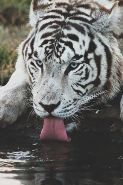 innovativepharaoh:  Nature’s beauty the white tiger