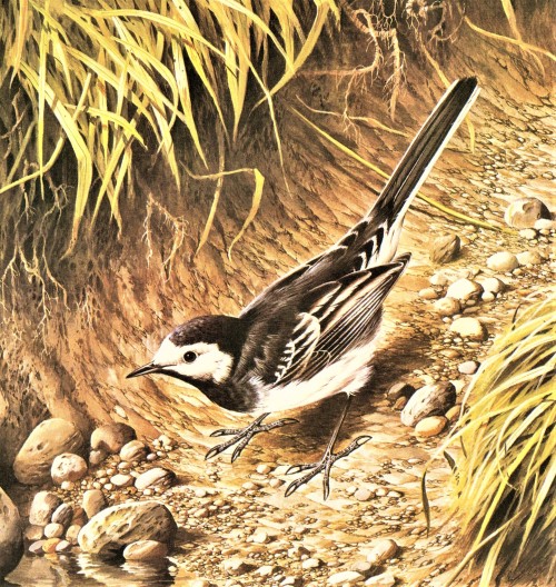 A Wagtail FeathursdayThis week we highlight some Wagtails in the genus Motacilla. The only wagtails 