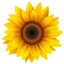 sunflowers-lilacs