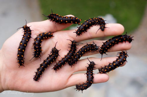 iokolpos:mymodernmet:Biologist Single-Handedly Repopulates a Rare Species of Butterfly in His Backya