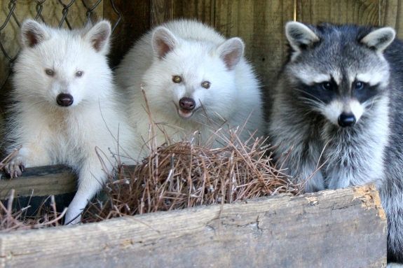 Two albino raccoons, named Snowball and Nell, lay low with another raccoon, Chance. These raccoons reside in a zoo in Charleston, SC because their lack of pigment makes them an easy target for predators in the wild.