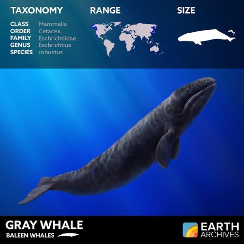 One gray whale set a record for the longest mammal migration on Earth - a round-trip of 22,000 kilom