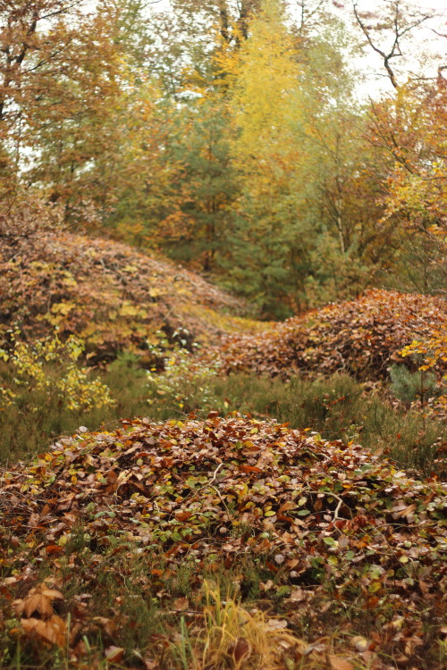 The dwarf beeches of Faux de Verzy, Montagne de Reims Region National ParkIn the Marne region in Fra