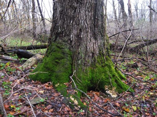 Base of the grand old red oak of Black Rock woods.