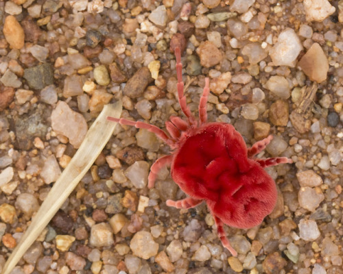 textless:After one of the first heavy rains of the season, hundreds of these large, fancy red velvet