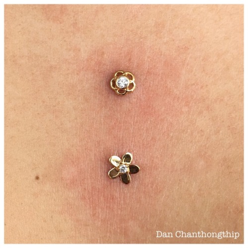 danchanthongthip: Super Fahncee surface piercing with 18k Yellow Gold Plumeria and Tama ends with Wh