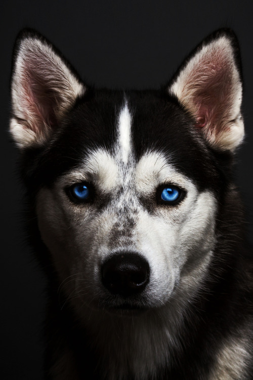 captvinvanity:  Husky | Photographer | CV