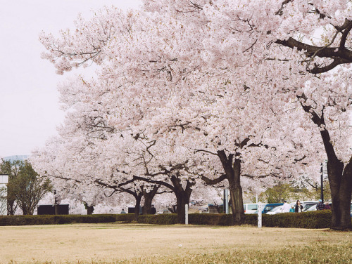 鶴ヶ城公園 Tsuruga Castle Park by かがみ～ on Flickr.