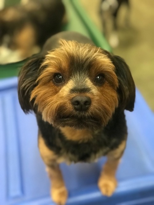 dogsatmyjob: Parker is a sweet boy who nibbles a little bit when he’s giving kisses. I really 