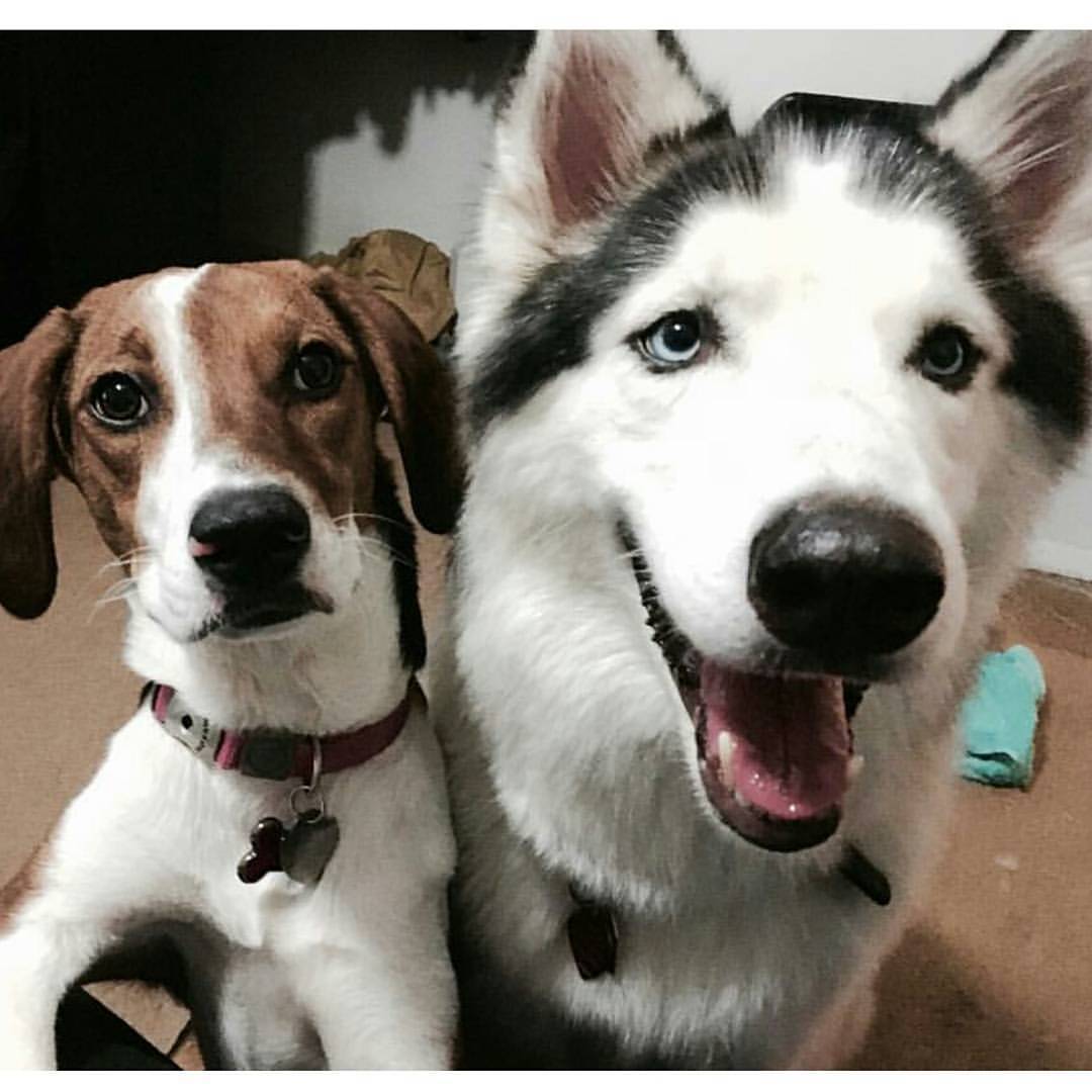 Rory and her brother, Renly.
Such handsome pups. (Even if they don’t get along)